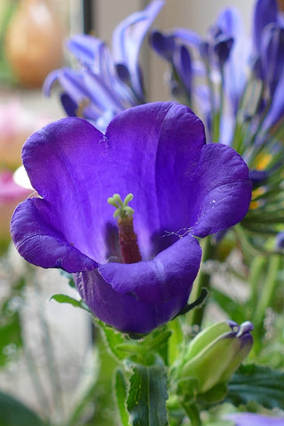 Campanula medium <br>CANTERBURY BELLS, CUP & SAUCER MIX