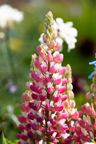 Lupinus polyphyllus <br>LUPIN PINK SHADES LUPINI (EXTRA-MINI)