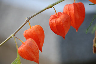 Physalis gigantea <br>CHINESE LANTERN