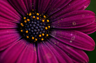 Dimorphotheca aurantiaca <br>AFRICAN DAISY MIX Hybrid