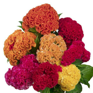 Celosia <br>CELOSIA CAPTAIN CUT FLOWER MIX, CRESTED COCK'S COMB, BRAINS FLOWER