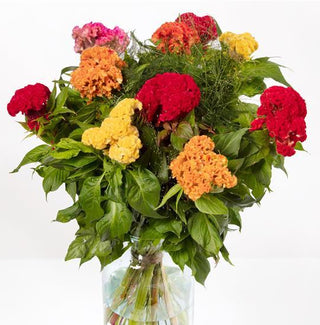 Celosia <br>CELOSIA CAPTAIN CUT FLOWER MIX, CRESTED COCK'S COMB, BRAINS FLOWER