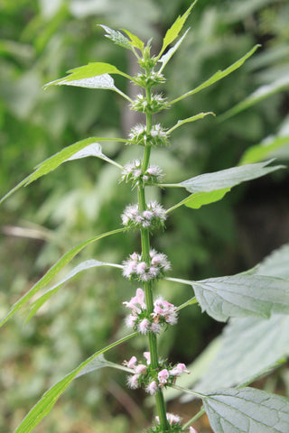 Leonurus japonicus alba <br>WHITE-FLOWER CHINESE MOTHERWORT