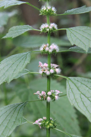 Leonurus japonicus alba <br>WHITE-FLOWER CHINESE MOTHERWORT