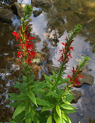 Lobelia cardinalis <br>CARDINAL FLOWER