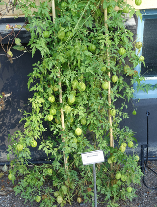 Cardiospermum halicacabum <br>BALLOON VINE <br>Organic