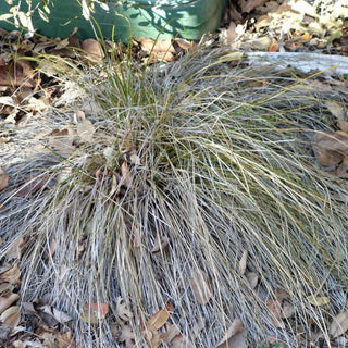 Carex testacea <br>ORANGE SWITCH GRASS, RED SEDGE