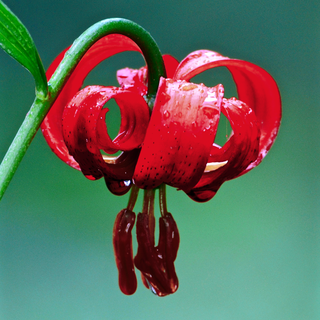 Lilium x dalhansonii <br>LILY