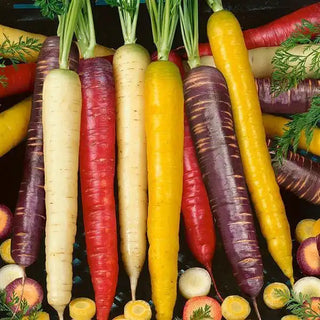 Daucus carota <br>CARROTS MIX COLOUR RAINBOW