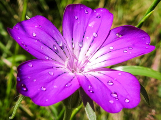 Githago <br>AGROSTEMMA 'PURPLE QUEEN'