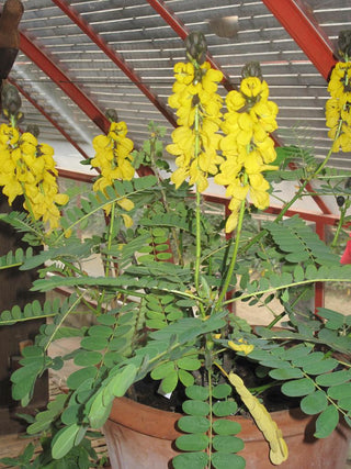 Cassia didymobotrya <br>WILD SENNA, POPCORN BUSH