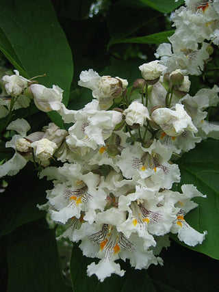 Catalpa speciosa <br>NORTHERN CATALPA, WESTERN CATALPA, CATAWBA