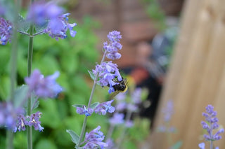 Nepeta mussinii <br>CATMINT, GREY CATMINT