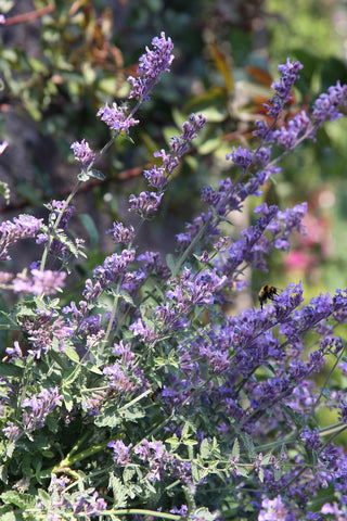 Nepeta cataria <br>CATNIP