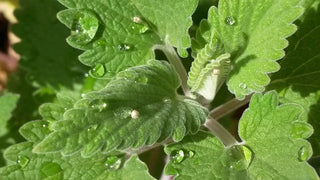 Nepeta cataria <br>CATNIP