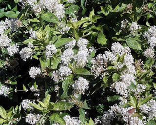 Ceanothus americanus <br>NEW JERSEY TEA