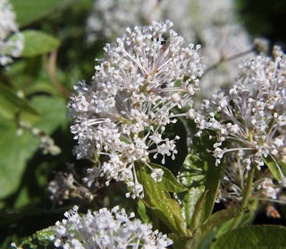 Ceanothus americanus <br>NEW JERSEY TEA