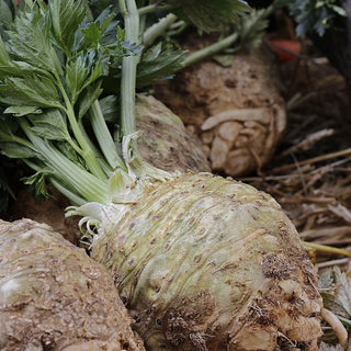 Apium graveolens <br>CELERIAC 'ALBIN'