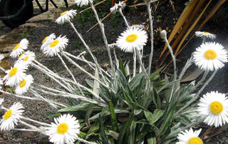 Celmisia spectabilis ssp. magnifica <br>NEW ZEALAND DAISY