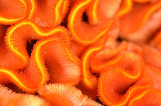 Celosia cristata <br>CRESTED COCK'S COMB CELOSIA, BRAINS FLOWER