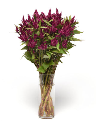 Celosia spicata <br>CELWAY PURPLE CELOSIA, COCKSCOMB, WOOLFLOWER