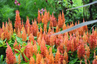 Celosia plumosa <br>CELOSIA FRESH LOOK ORANGE