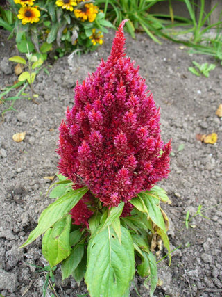 Celosia plumosa <br>CELOSIA SUNDAY MIX