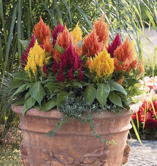 Celosia plumosa <br>CELOSIA FRESH LOOK MIX, FEATHER