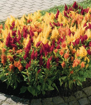 Celosia plumosa <br>CELOSIA FRESH LOOK MIX, FEATHER