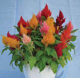 Celosia plumosa <br>CELOSIA DWARF KIMONO MIX, FEATHER