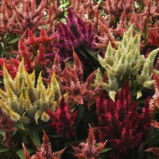 Celosia spicata <br>CELOSIA CELWAY MIXTURE