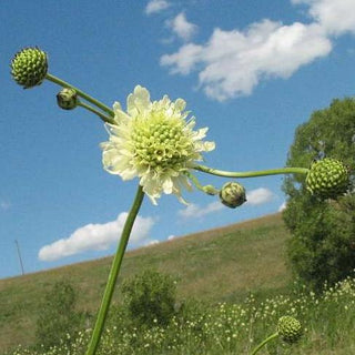 Cephalaria gigantea <br>GIANT SCABIOUS, YELLOW PINCUSHION