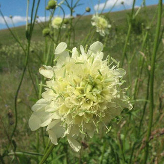 Cephalaria gigantea <br>GIANT SCABIOUS, YELLOW PINCUSHION