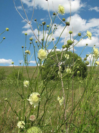 Cephalaria gigantea <br>GIANT SCABIOUS, YELLOW PINCUSHION