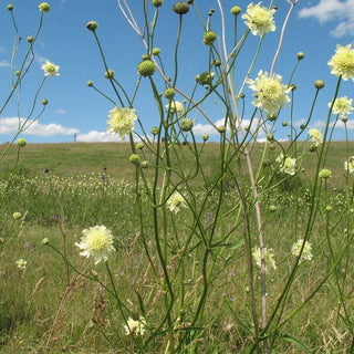 Cephalaria gigantea <br>GIANT SCABIOUS, YELLOW PINCUSHION