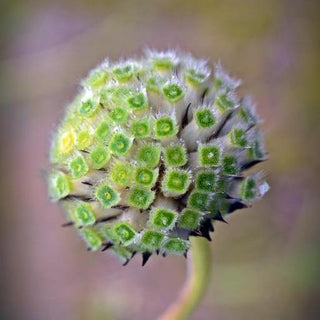 Cephalaria alpina <br>Alpine scabious