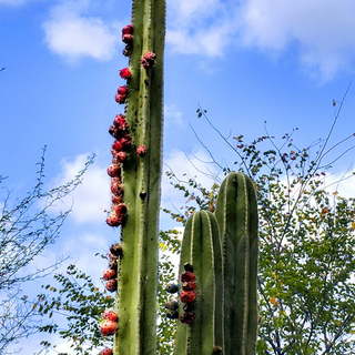 Trichocereus peruvianus huancabamba <br>PERUVIAN TORCH CACTUS, HUANCABAMBA