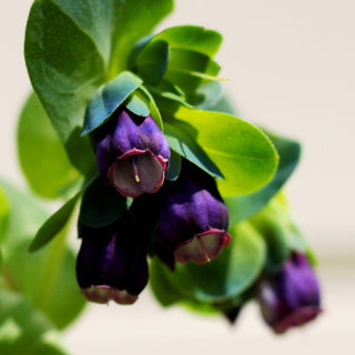 Cerinthe major var. purpurescens <br>CERINTHE KIWI BLUE