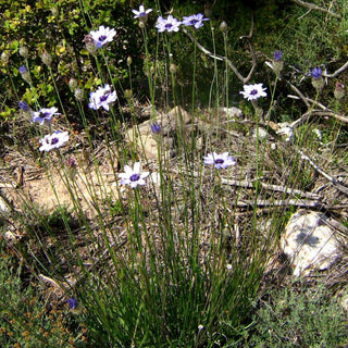 Catananche caerulea <br>CUPID'S DART