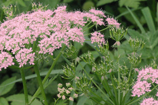 Chaerophyllum hirsutum roseum <br>PINK HAIRY CHERVIL