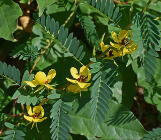 Chamaecrista fasciculata <br>PARTRIDGE PEA