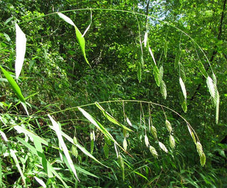 Chasmanthium latifolium <br>SPANGLE GRASS, SEA OATS