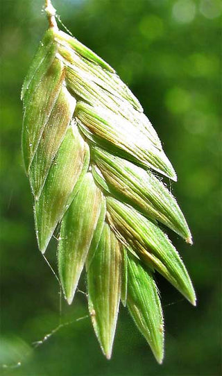 Chasmanthium latifolium <br>SPANGLE GRASS, SEA OATS