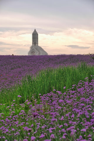 Verbena bonariensis <br>TALL VERBENA, PURPLETOP VERVAIN, BRAZILIAN