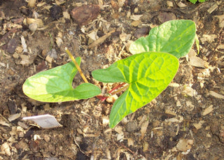 Chenopodium bonus-henricus, Blitum <br>GOOD KING HENRY, LICONSHIRE WILD SPINACH <br>Organic