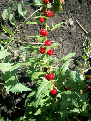 Chenopodium foliosum, Blitum virgatum <br>LEAFY GOOSEFOOT <br>Organic