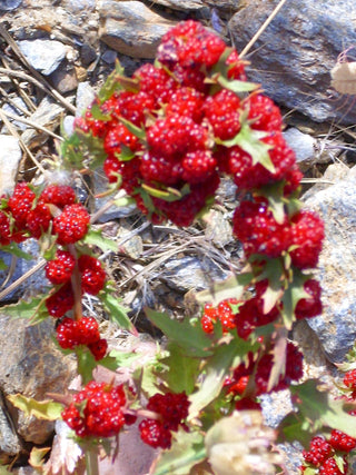 Chenopodium foliosum, Blitum virgatum <br>LEAFY GOOSEFOOT <br>Organic