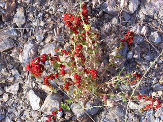 Chenopodium foliosum, Blitum virgatum <br>LEAFY GOOSEFOOT <br>Organic