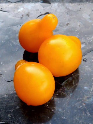 Solanum lycopersicum <br>YELLOW PEAR TOMATO