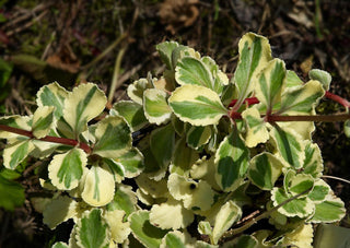 Chiastophyllum oppositifolium <br>LAMB'S TAIL, GOLD DROP SOLAR YELLOW
